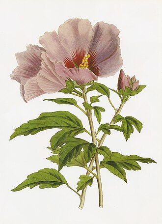 mugunghwa (무궁화)